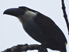 Andigena nigrirostris