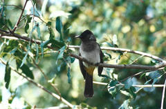 Pycnonotus barbatus tricolor