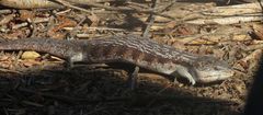Tiliqua scincoides intermedia