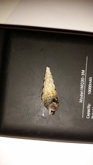 Batillaria attramentaria