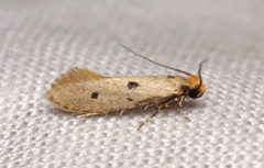 Tinea trinotella