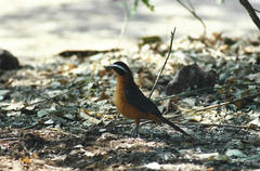 Cossypha heuglini heuglini