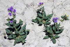 Phacelia rafaelensis