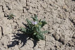 Phacelia rafaelensis
