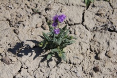 Phacelia rafaelensis