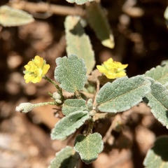 Sida fibulifera