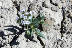 Phacelia rafaelensis