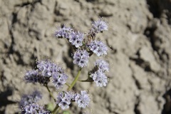 Phacelia rafaelensis