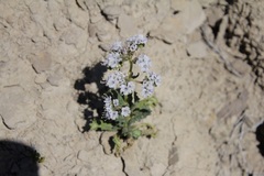 Phacelia rafaelensis