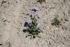 Phacelia rafaelensis