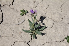 Phacelia rafaelensis