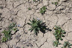 Phacelia rafaelensis