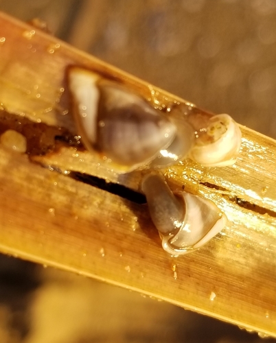 photo of Pacific Gooseneck Barnacle (Lepas pacifica)