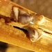 photo of Pacific Gooseneck Barnacle (Lepas pacifica)