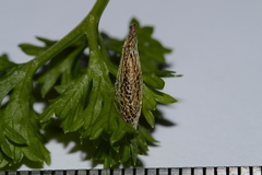 Wockia asperipunctella