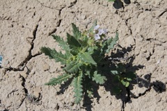 Phacelia rafaelensis