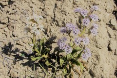 Phacelia rafaelensis