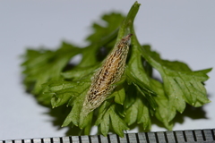Wockia asperipunctella