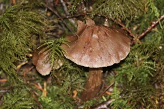 Cortinarius athabascus