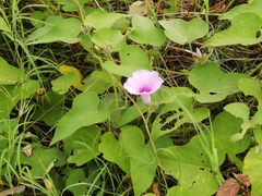 Ipomoea rubens