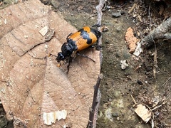 Nicrophorus olidus