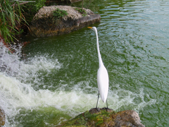 Ardea alba