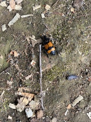 Nicrophorus olidus