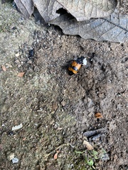 Nicrophorus olidus