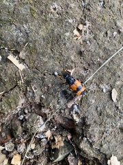 Nicrophorus olidus