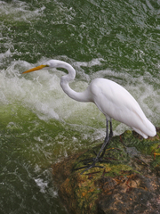 Ardea alba