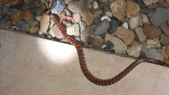 Brachyurophis australis