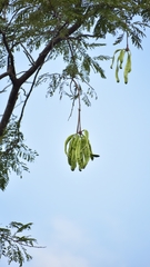Parkia speciosa