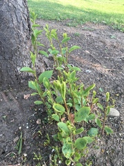 Lonicera involucrata