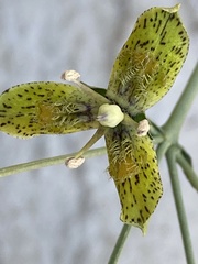 Frasera paniculata