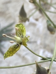Frasera paniculata