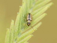 Monolepta subsuturalis