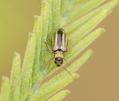 Monolepta subsuturalis