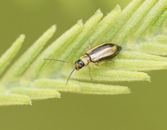 Monolepta subsuturalis