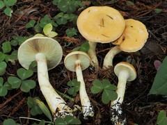 Cortinarius citrinifolius