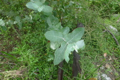 Eucalyptus globulus maidenii