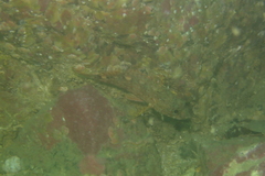 Sebastiscus marmoratus