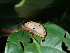 Probergrothius