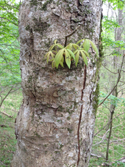 Aesculus sylvatica