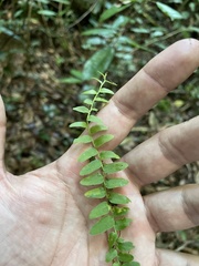 Marcgravia rectiflora