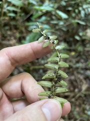 Marcgravia rectiflora