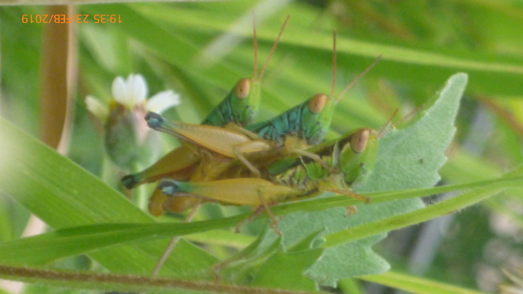 Caryanda spuria in February 2019 by R.A. Sugianto · iNaturalist