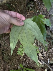 Tectaria heracleifolia