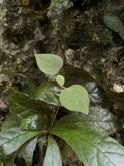 Peperomia urocarpa
