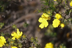 Hibbertia hypericoides