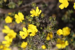 Hibbertia hypericoides